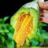 京鲜生 山东秋茬羊角蜜甜瓜 净重4.5斤起 单果300g+ 中秋水果源头直发 实拍图