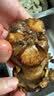 京鲜生云南【新鲜黑牛肝】净重1斤特产鲜菌菇煲汤火锅食材源头直发 实拍图