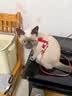 PETSTAR猫咪牵引绳 工字背心胸背带防挣脱外出可调节遛猫绳子 实拍图
