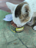 力狼（LILANG）宠物猫粮幼猫成猫零食猫湿粮猫咪猫罐头 金枪鱼+混合口味170g*12罐 实拍图