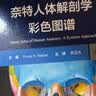 【系解版】奈特人体解剖学彩色图谱：系统解剖学（第8版）全新版本 英汉双语 人民卫生出版社 实拍图