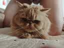 诚实一口P40全价猫粮成猫幼猫室内外80%鲜肉高蛋白益生菌养胃乳鸽味12kg 实拍图
