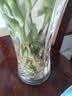 花翁带根富贵竹水培植物客厅招财旺宅花卉绿植盆栽竹子文昌竹源头直发 实拍图