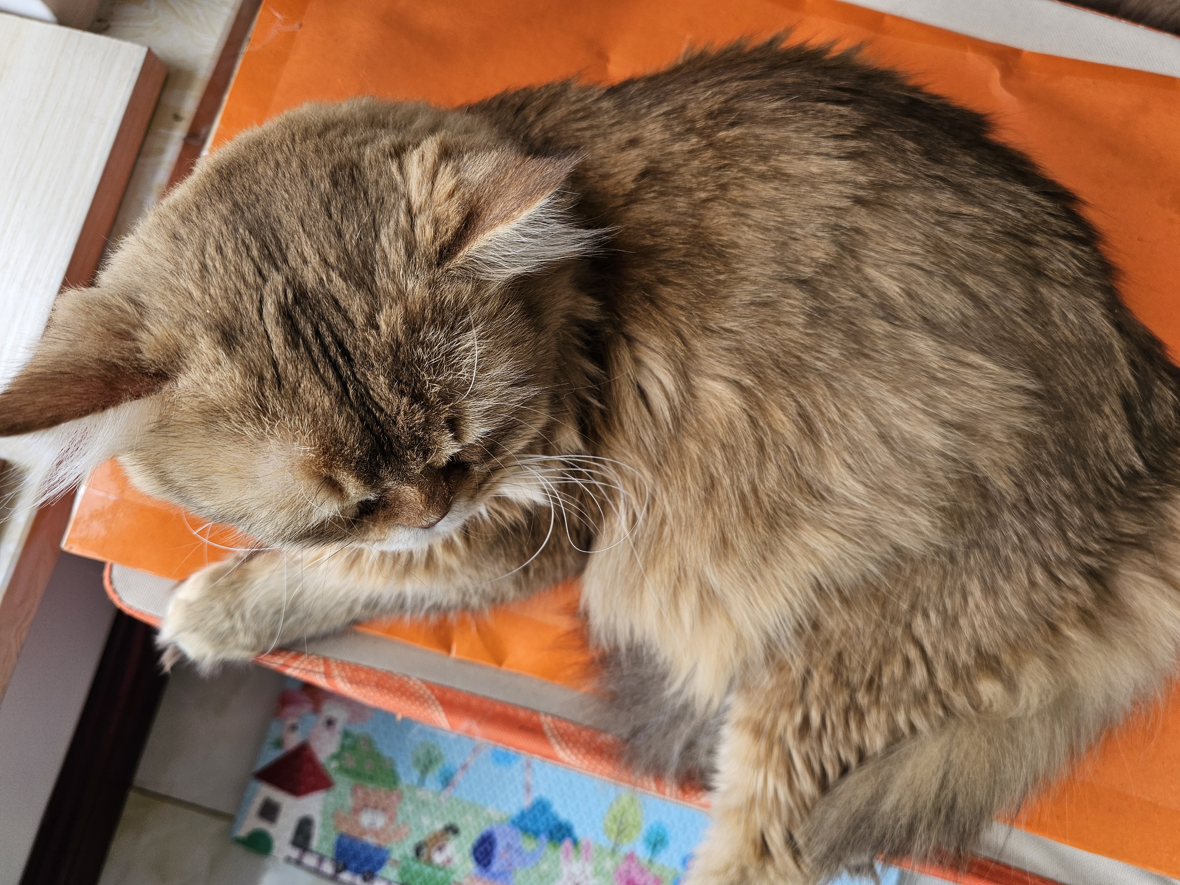 朗亲猫干粮全价成猫专用蓝猫布偶美短通用型鱼肉味猫粮10kg 实拍图