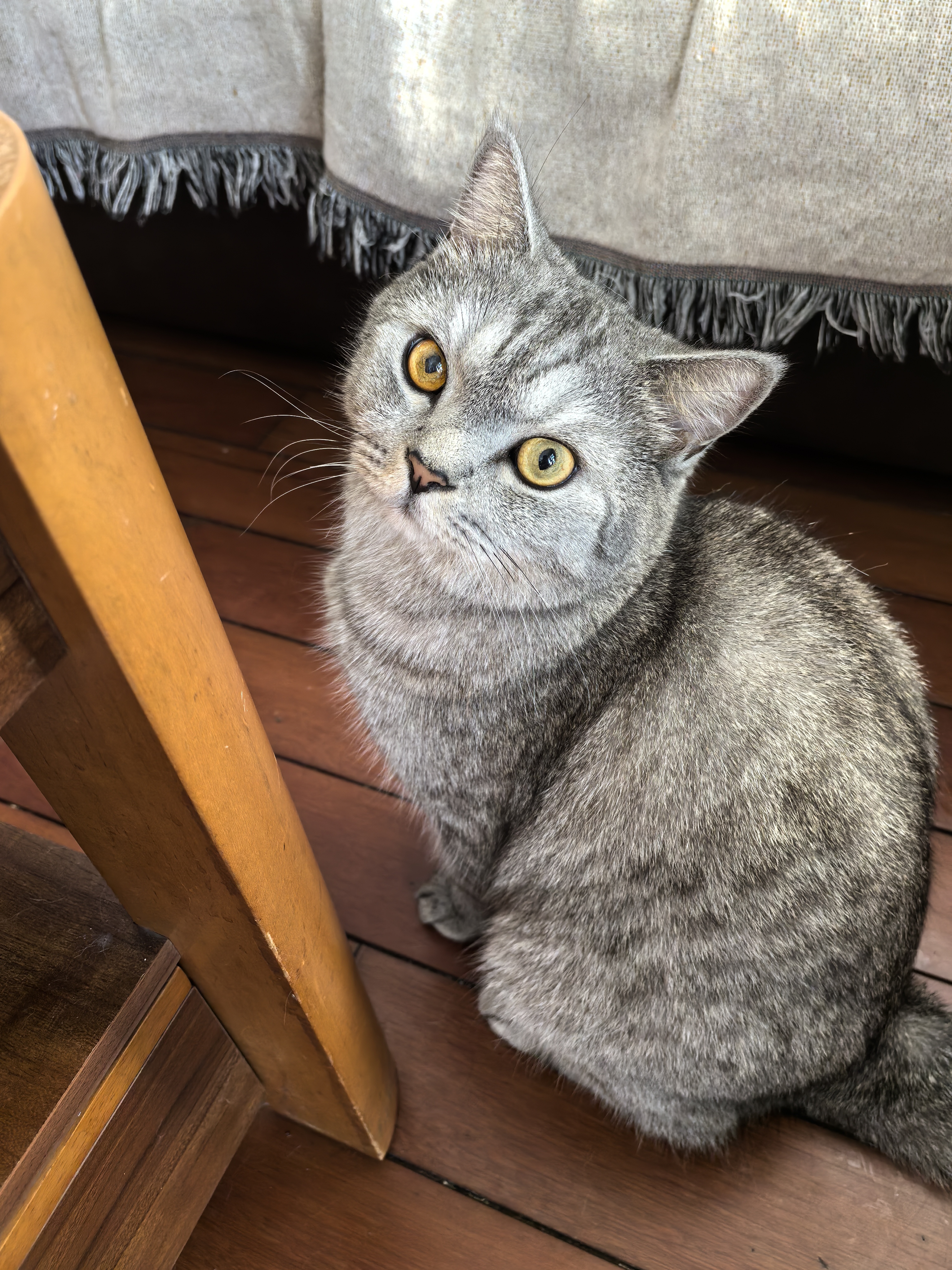 派迪诺宠物狗狗猫咪复合维生素片猫多维幼猫幼犬营养品200片 买3送1 实拍图