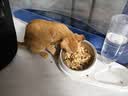 汪野君养猫新手套装猫砂盆铲喂食喂水器绒布猫窝猫砂用品组合基础四件套 实拍图