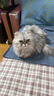 冠能猫粮7岁以上老年猫猫粮2.5kg 全价猫粮 延长健康生活时间 实拍图