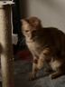 HELLOJOY猫抓柱剑麻猫抓板猫玩具耐抓耐磨不掉屑猫爬架立式自嗨解闷用品 实拍图