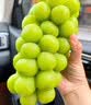 山姆大叔 阳光玫瑰葡萄【JD-多地次日达】应季云南青提新鲜水果中秋礼盒装 5斤装【超值囤货-蕞划算】净4 【甜度升级】12S稀缺果王丨单果12-15g 实拍图