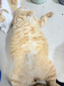 鲜朗低温烘焙猫粮无谷全阶段通用型鲜郎营养高蛋白鸡肉全价猫粮囤货装 烘焙猫粮2kg*4【囤货装】 实拍图