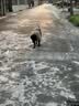 皇家狗粮老年成犬狗粮犬粮宠物大型犬SGR26全价犬粮≥5岁15KG 实拍图