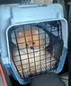 腆宠航空箱猫国航大号猫箱宠物航空箱狗狗猫包猫笼外出狗狗托运箱出行 实拍图