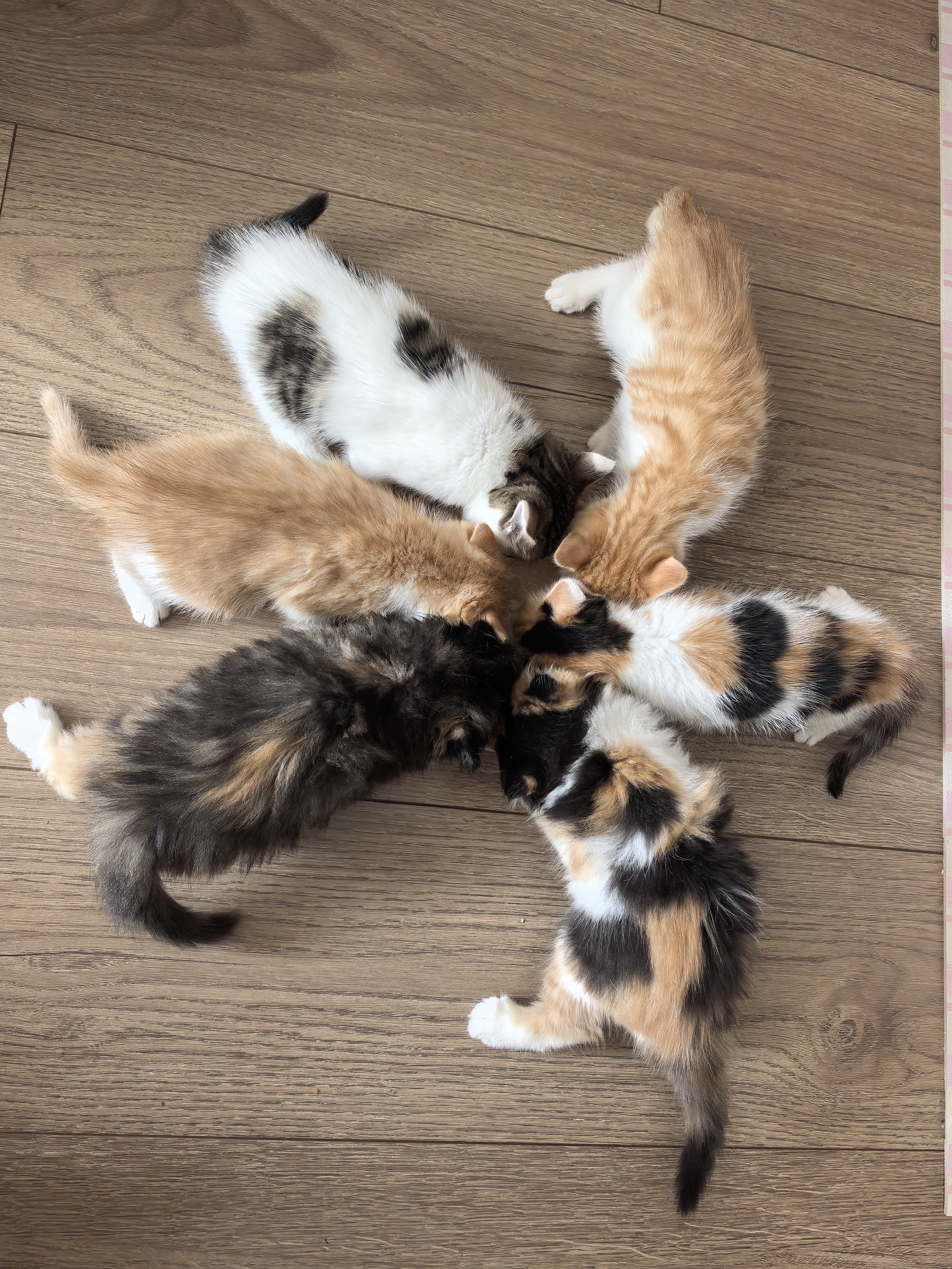 乐优派陶瓷手柄猫碗大口径食盆平口碗狗碗宠物喝水碗宽口易清洗不易打翻 实拍图