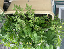 爱丽思（IRIS）种菜盆蔬菜种植箱塑料特大号阳台种菜专用箱神器户外花箱种花菜盆 热款 (70cm长）茶色 送隔网 实拍图