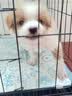 欢刻狗笼宠物笼子大中小型犬带厕所便携折叠笼子狗猫咪鸡兔折叠笼具子 黑色61*42*50【15斤内】限小体格 实拍图