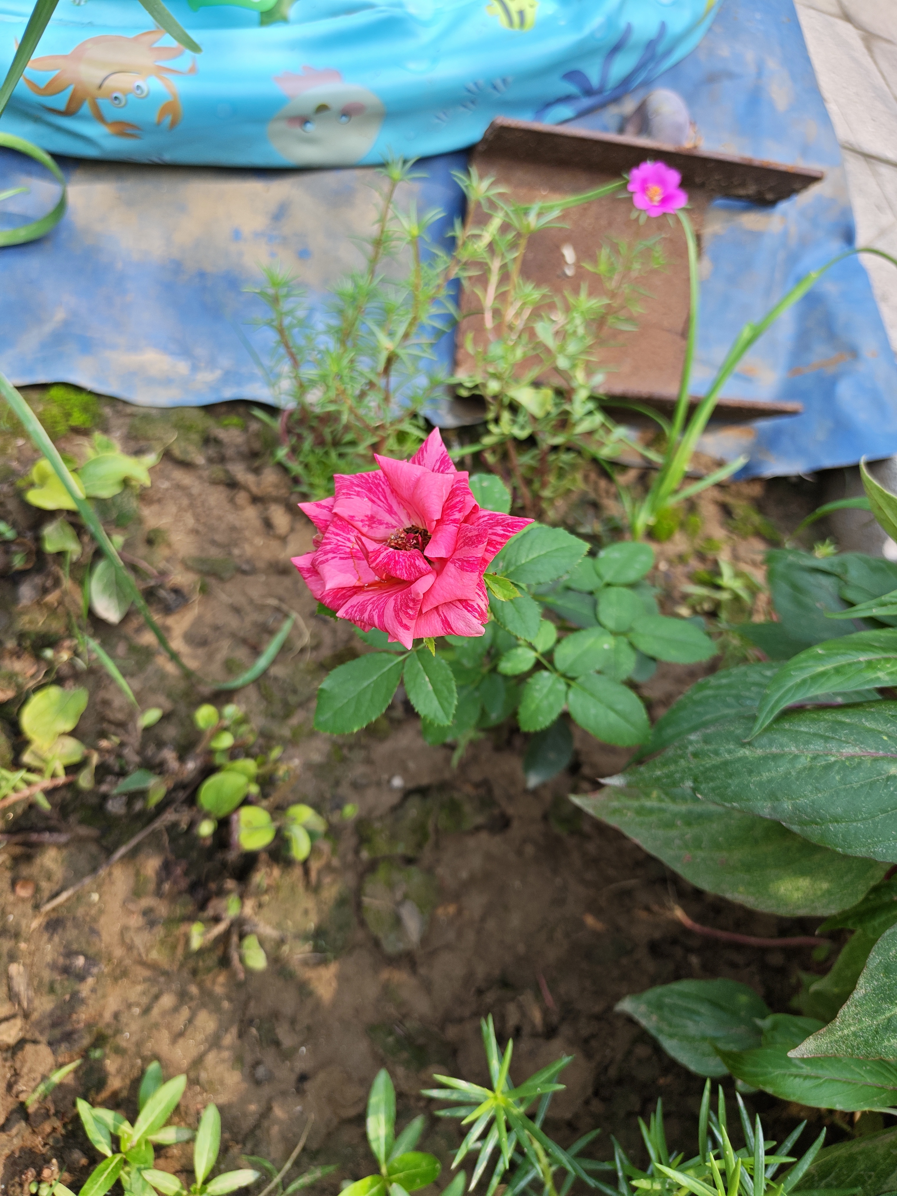 1.6米爬藤月季大苗蒂娜四季开花蔷薇基地直发【买就送扦插小苗】 弗洛伦蒂娜1.6米开花爆满 送种植说明书 实拍图