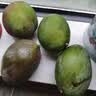 京鲜生攀枝花凯特芒净重8斤 单果400g＋ 新鲜水果 源头直发包邮 实拍图