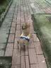 比瑞吉狗粮俱乐部系列山药小型犬全价幼犬粮2kg泰迪比熊博美柯基 实拍图