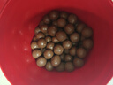 麦提莎（Maltesers）麦芽脆心牛奶巧克力 桶装520g 桶装 休闲零食 糖果 生日礼物 送礼 实拍图