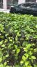 ALittleFlower【全网热销600W+高清膜】适用iPhone17钢化膜苹果17手机膜保护膜高清膜防尘防指纹边贴膜全屏覆盖 实拍图