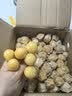 京觅东北姑娘果5斤装净重 灯笼果黄菇娘洋姑娘果 新鲜水果 源头直发 实拍图