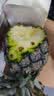 广东徐闻香水菠萝新鲜水果生鲜热带孕妇水果整箱包邮 【限时低价】1个装  净重650g起 实拍图