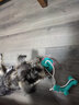 茨格曼狗狗牵引绳狗绳遛狗绳胸背带套装XL码小型犬泰迪比熊小狗牵狗绳子 实拍图