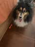 冠能狗粮小型犬成犬狗粮2.5kg 挑食美毛亮眼 全价狗粮  实拍图