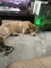 宠德多狗狗嘴套狗嘴罩中型犬大型犬辅助减少狗咬狗叫外出捡食宠物用品 咖啡色（物流较快） L-大型（50斤-90斤） 实拍图