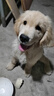 好主人狗粮 全犬种通用幼犬粮2.5kg泰迪金毛拉布拉多比熊天然粮5斤/20斤 全犬种幼犬粮10斤 实拍图