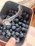 鲜级佳 云南花香蓝莓【SF京东/普快多地次日达】巨无霸新鲜超大蓝莓礼盒 【80%选】金钻级丨巨大果18mm+ 125g*12盒【蕞划算-全网比价】净1200g 实拍图