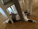雷米高（RAMICAL）澳丽得 猫粮蓝猫英短主粮幼猫成猫海洋鱼味全价猫粮试吃500g 1斤 实拍图