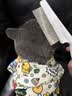 柒哦猫梳子跳蚤梳猫咪除蚤排梳狗狗梳子去跳蚤梳密齿梳神器猫用品 大除蚤排梳【大号】 实拍图