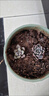 随机多肉植物盆栽新手好养易存活办公室桌面绿植含盆土节日礼物 随机发货（1盆） 实拍图