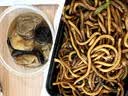 特美居（temeiju）玉米淀粉饭盒一次性餐盒食品级打包盒带盖可微波750型方形*8套 实拍图