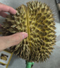 京鲜生 进口金枕头鲜榴莲 3-4斤 1个装  新鲜水果 生鲜  新鲜榴莲 实拍图