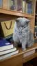 Orijen渴望猫粮 成猫幼猫粮 全价通用无谷原味鸡肉进口1.8kg效期27/5 实拍图