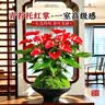 叹为观止18种吊兰任你选金边吊兰各种盆栽花卉客厅垂吊桌面植物净化空气 特级红掌【陶瓷盆】 含盆 实拍图