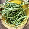 ldeal理想农业 豇豆种子长豆角缸豆蔬菜菜籽长豆角糯米豇豆角种子大全 实拍图