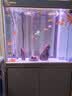 森森（SUNSUN）大型鱼缸底过滤水族箱客厅家用落地玻璃生态金鱼缸 【实时温显+灯控】纳米灰 0.8米长35cm宽 实拍图