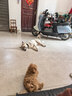 多尼斯（DOGNESS）狗狗牵引绳遛狗绳项圈防挣脱反光小中型犬佩戴不勒脖 实拍图