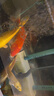 森森（SUNSUN）鱼缸水泵小型潜水泵过滤泵抽水泵YQP-1500 23W 实拍图