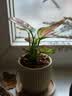 八芽如意盆栽吉利红室内好养花卉小绿植办公桌面植物盆景源头直发包邮 迷你吉利红-星徽盆-竹底托 带陶瓷盆栽好 实拍图