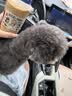 猫八万狗狗胸背带背心式狗狗牵引狗绳Y字型马鞍式小型犬透气遛狗绳 粉XS 实拍图