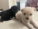 力狼狗粮 全价成犬粮 博美泰迪金毛阿拉斯加边牧大中小犬型粮 【经典配方】成犬专用20kg 实拍图