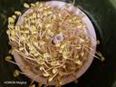 呆呆菇娘小黄豆1斤生豆芽发豆芽专用黄豆生芽率很高东北黄豆新黄豆打豆浆B 发芽小黄豆 500g*1袋 【1斤】 实拍图