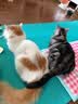 多特思羊奶系列猫草主食罐头奶炖6罐湿粮成幼猫慕斯化毛罐头温补排毛 实拍图