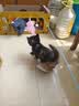 憨憨乐园猫玩具逗猫棒猫咪自嗨解闷神器懒人自动羽毛带吸盘铃铛猫咪用品 实拍图