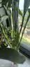 花翁富贵竹水培绿植招财转运室内客厅水养花卉盆栽植物文昌竹源头直发 实拍图