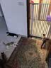 萌嘟星宠宠物门栏防猫狗围栏室内隔离门挡加密免打孔婴儿童防护门130cm 实拍图